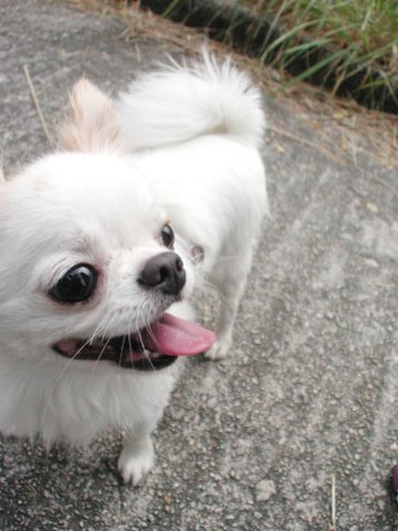 Giwawa