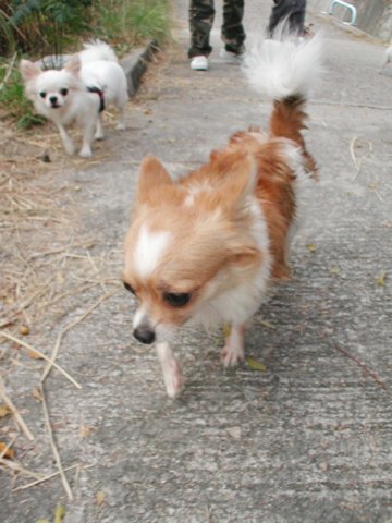 Giwawa