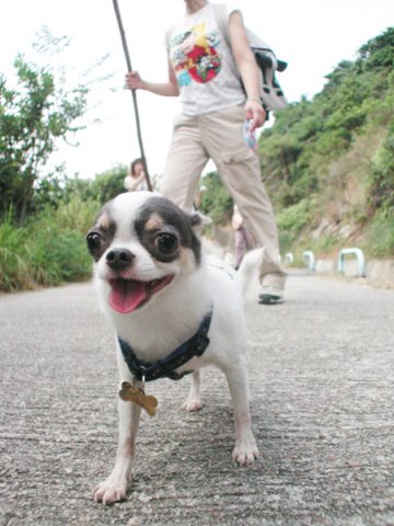 Giwawa