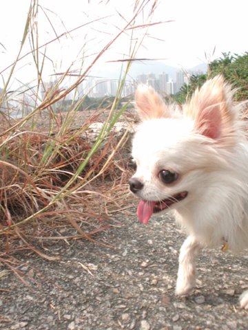 Giwawa