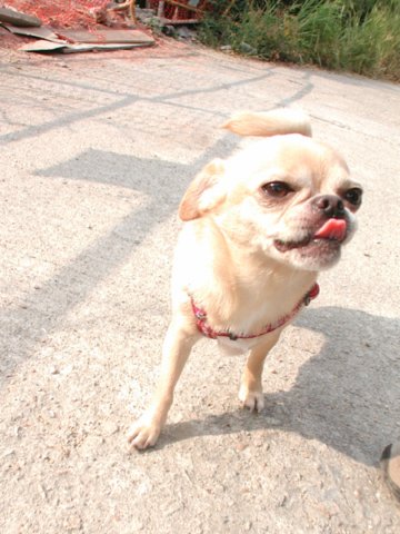Giwawa