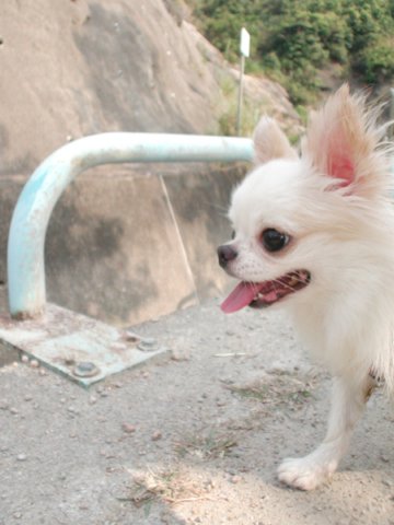 Giwawa