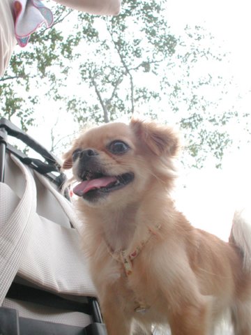 Giwawa