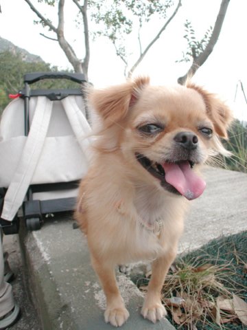 Giwawa