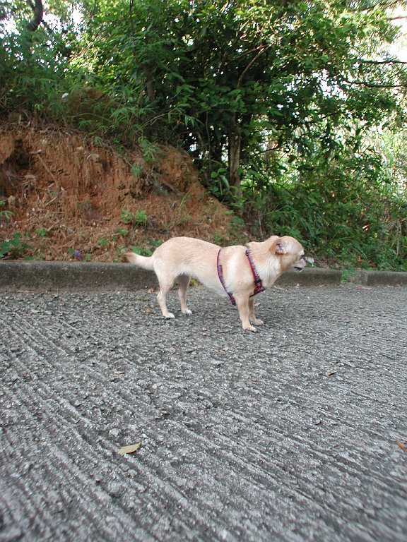 Giwawa