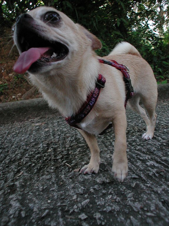 Giwawa