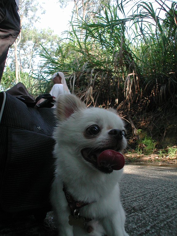 Giwawa