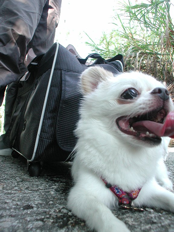 Giwawa