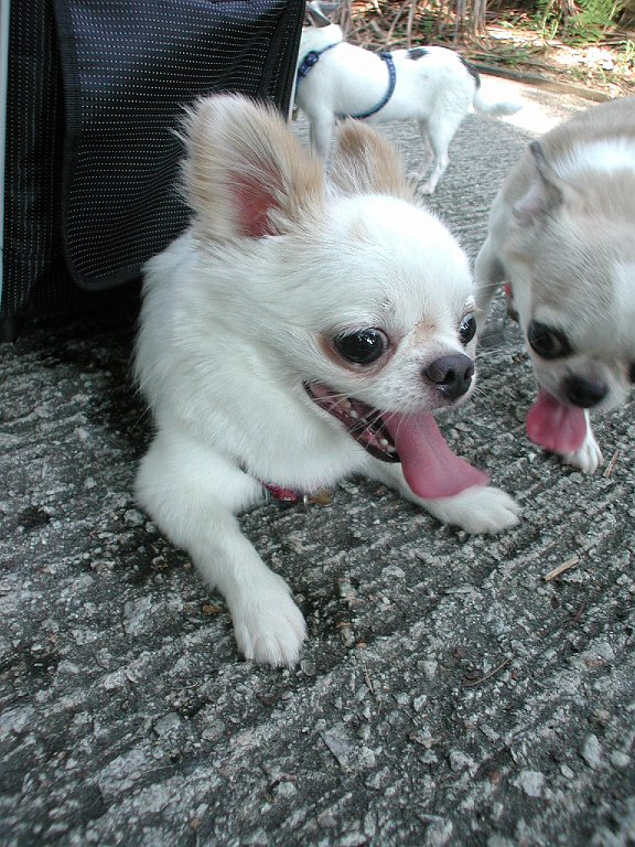 Giwawa