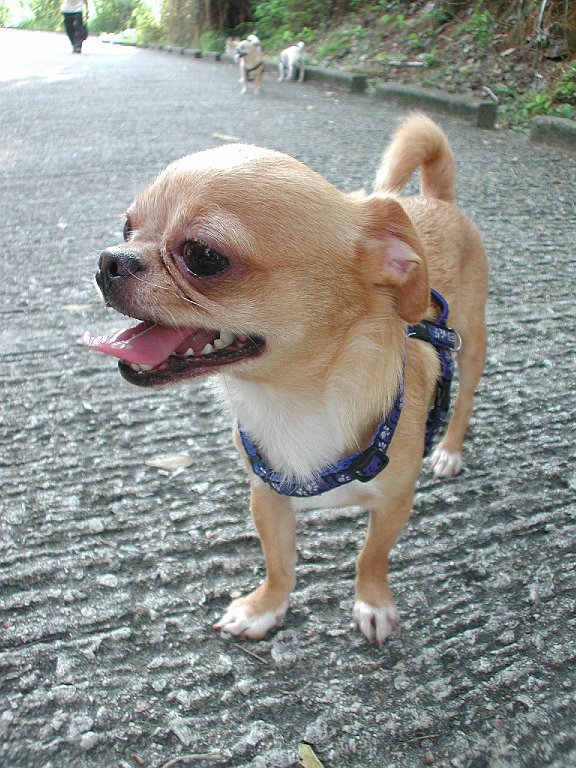 Giwawa