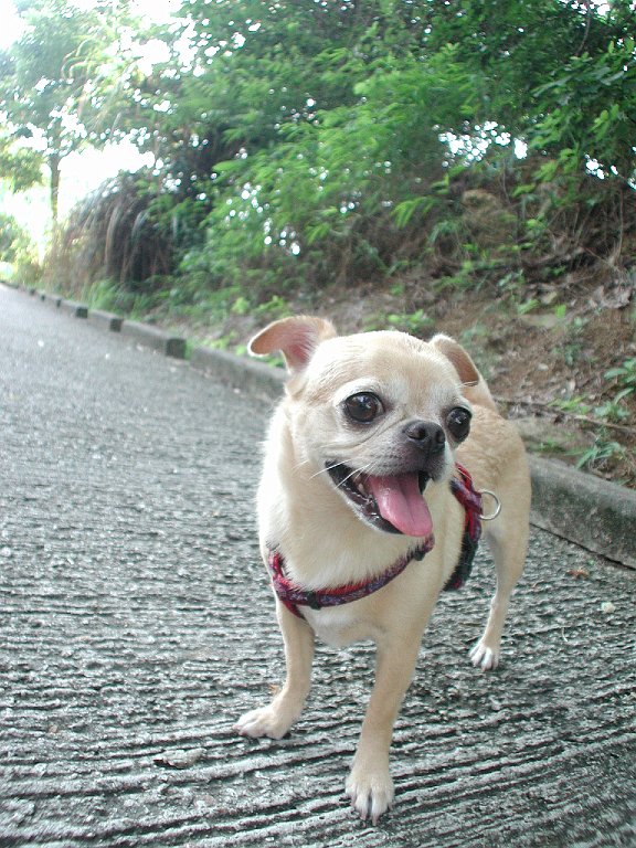 Giwawa