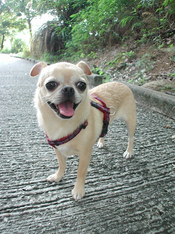 Giwawa