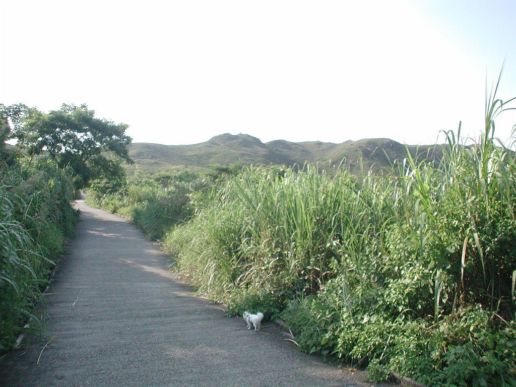 Giwawa