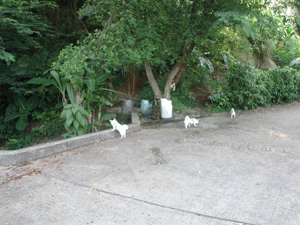 Giwawa