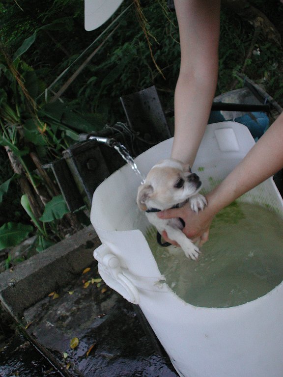 Giwawa