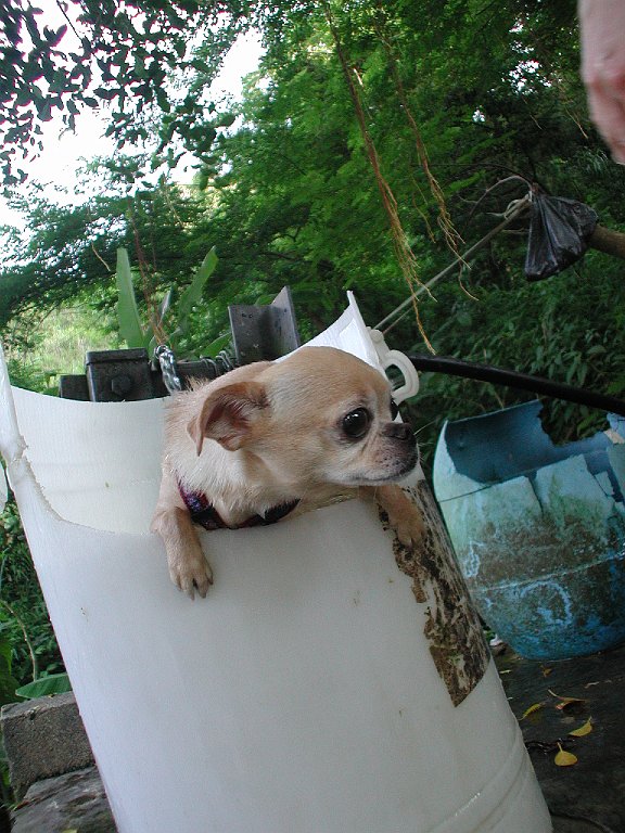Giwawa