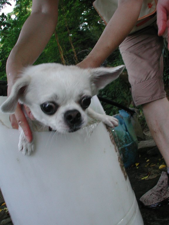Giwawa