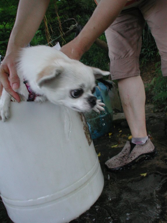 Giwawa