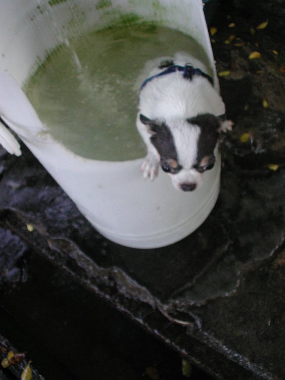 Giwawa