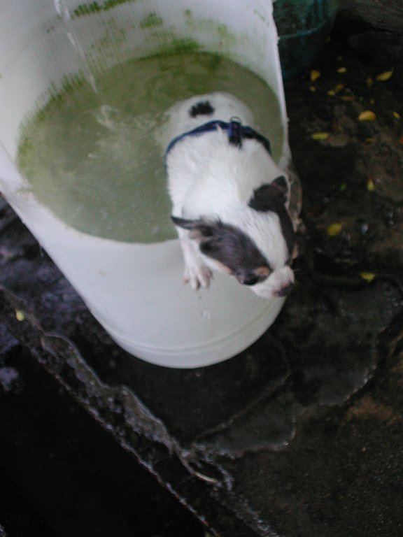 Giwawa