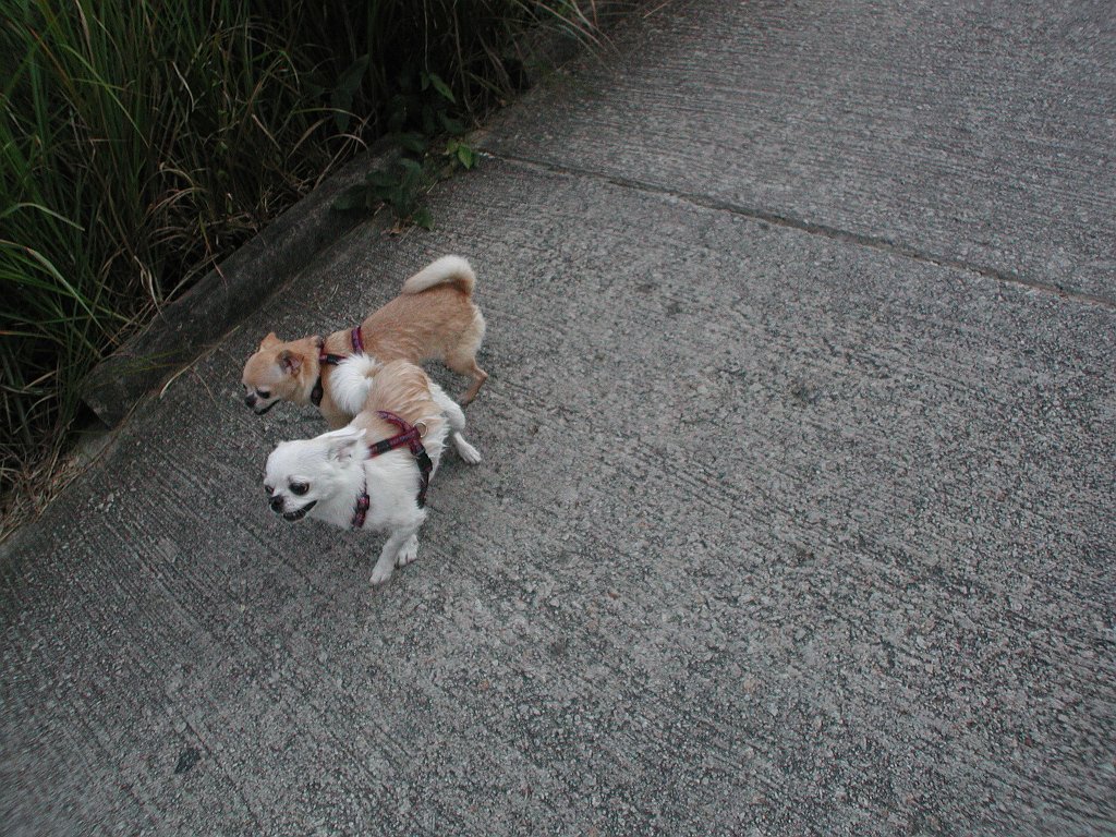 Giwawa