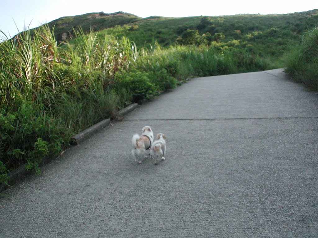 Giwawa