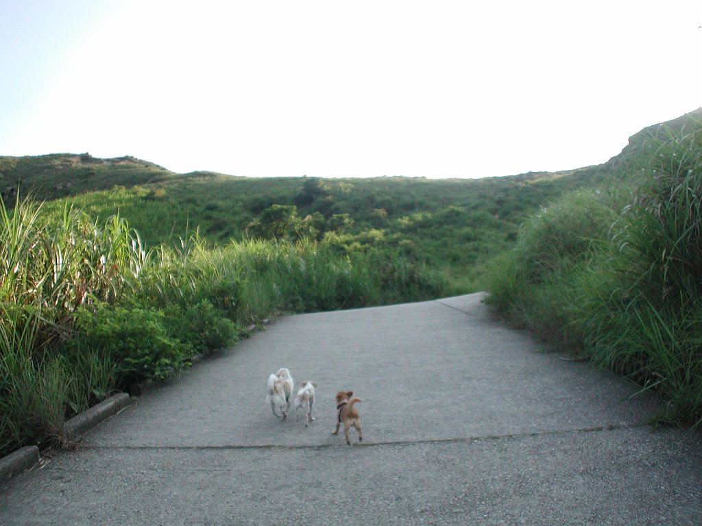 Giwawa