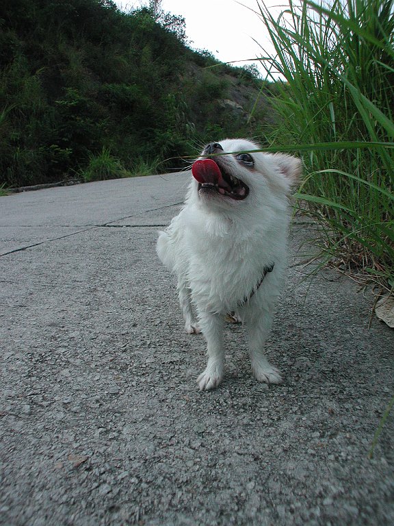 Giwawa