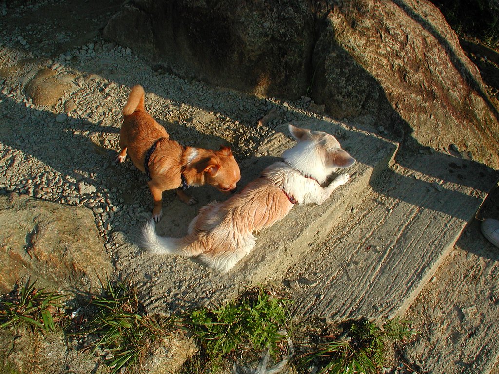Giwawa