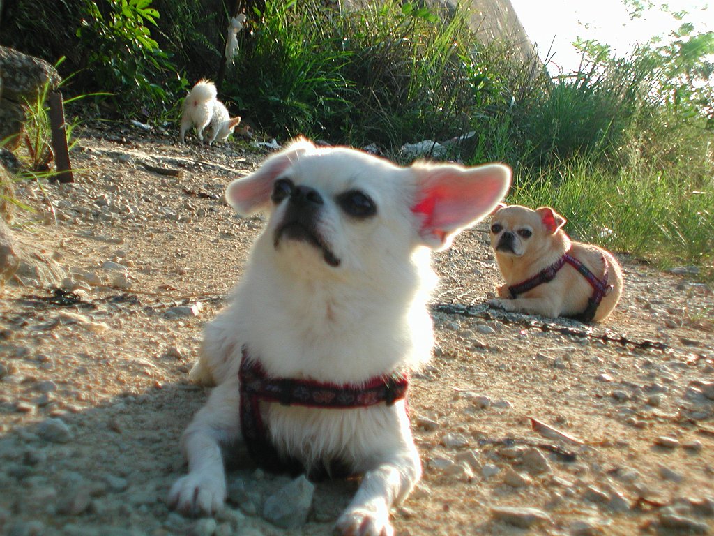Giwawa