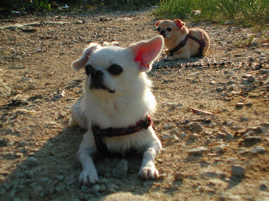 Giwawa