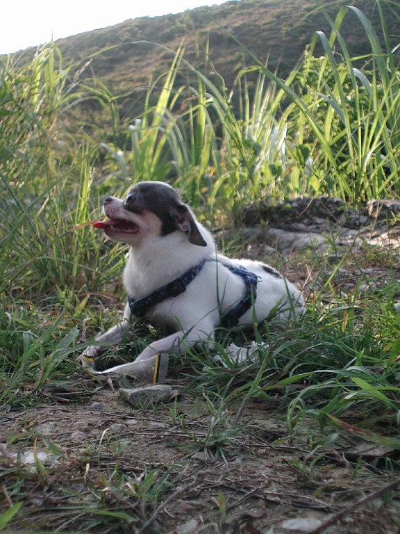 Giwawa