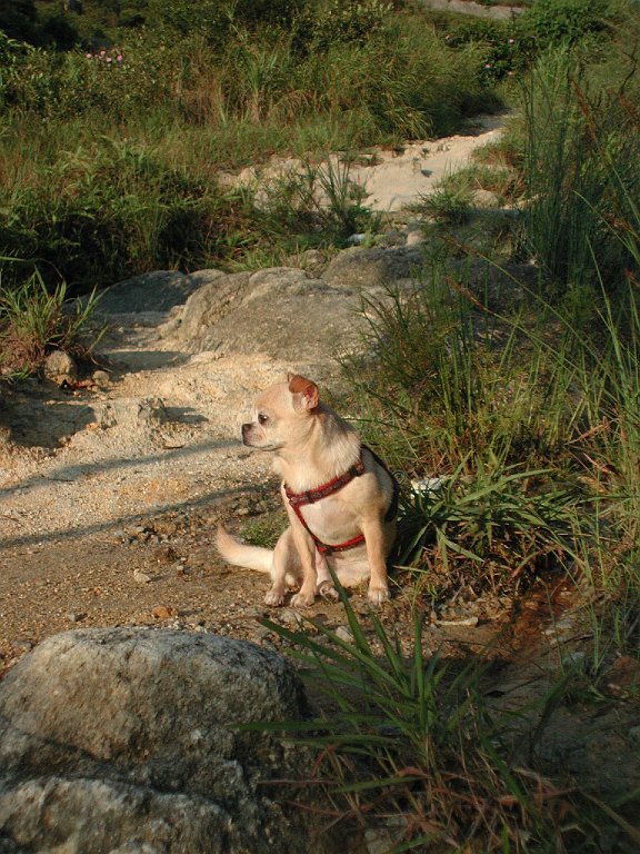 Giwawa