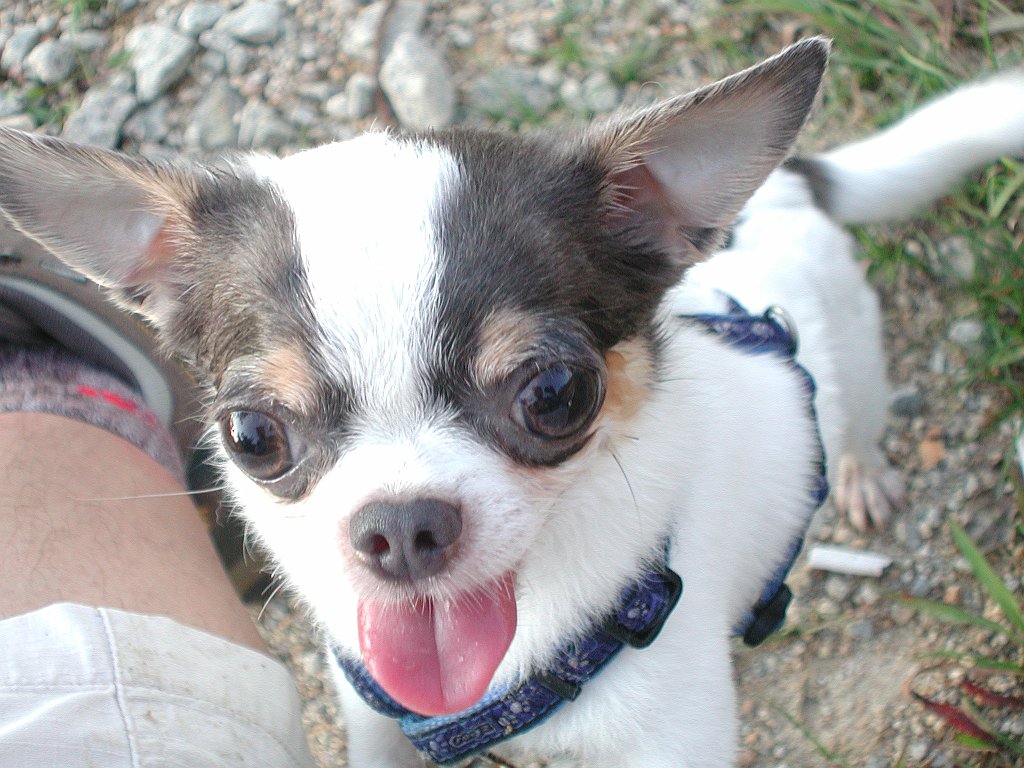 Giwawa
