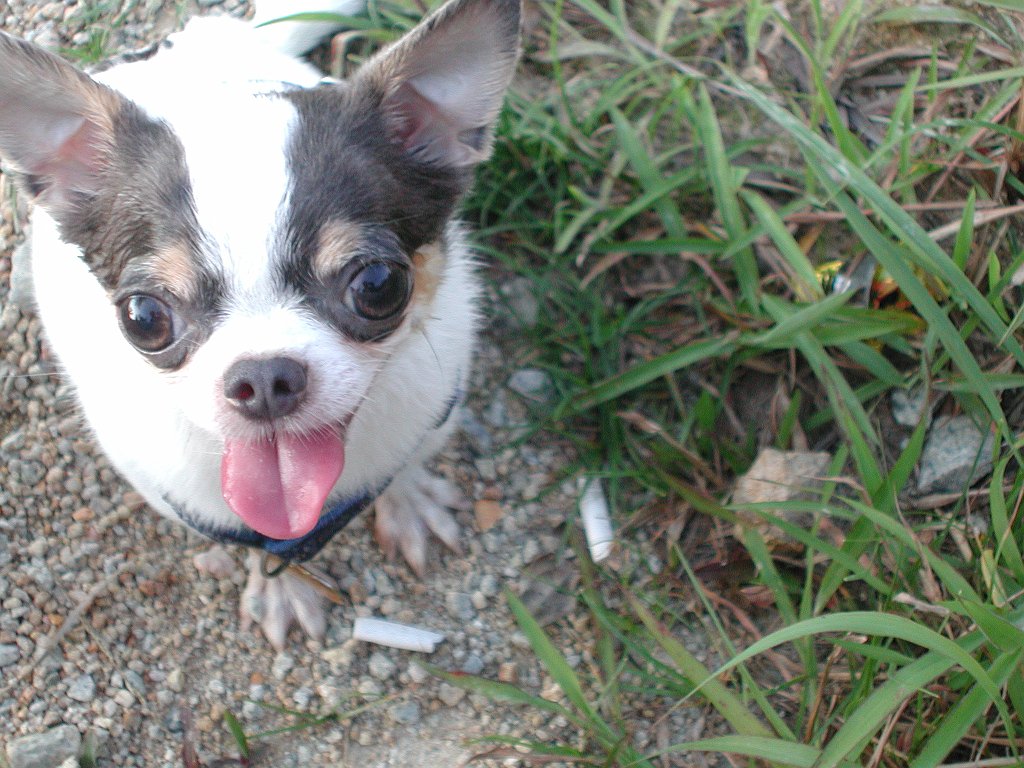 Giwawa