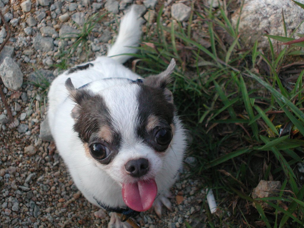 Giwawa