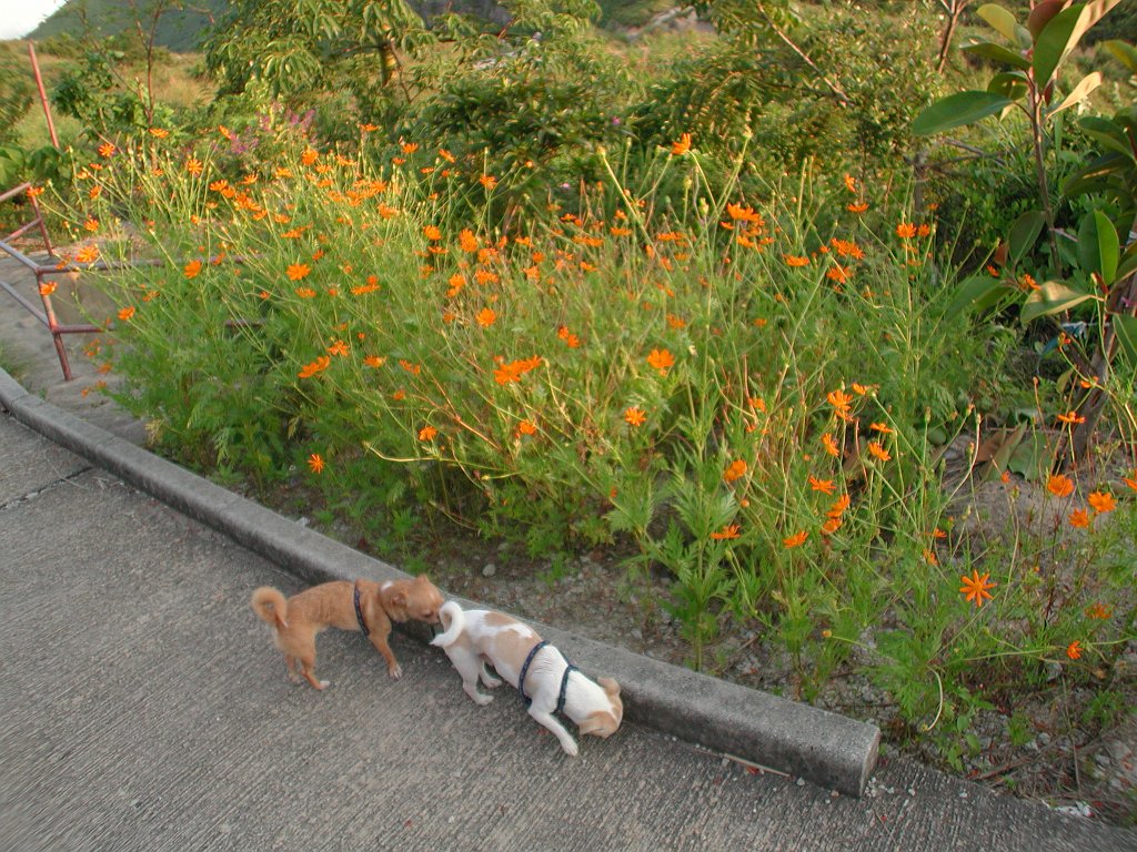 Giwawa
