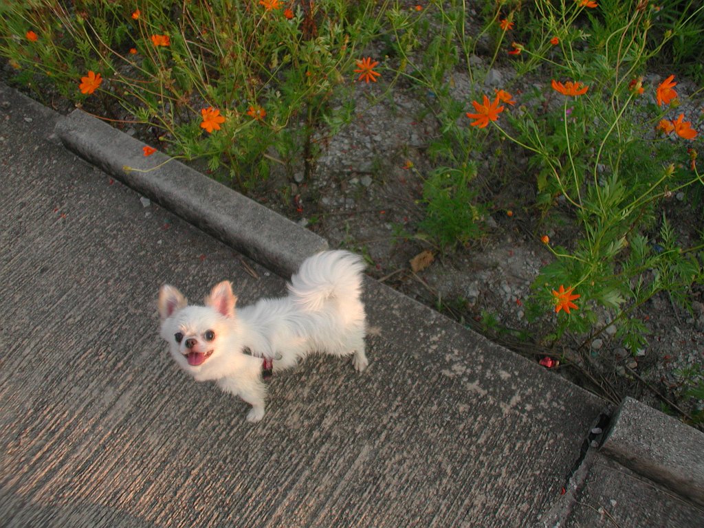 Giwawa