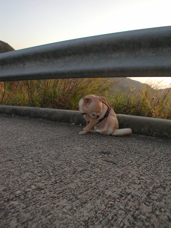 Giwawa