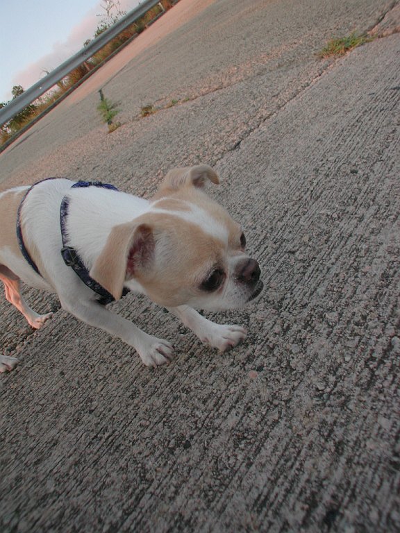 Giwawa