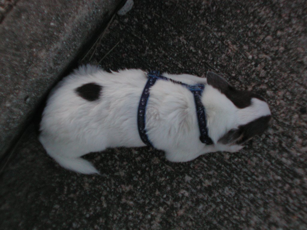 Giwawa