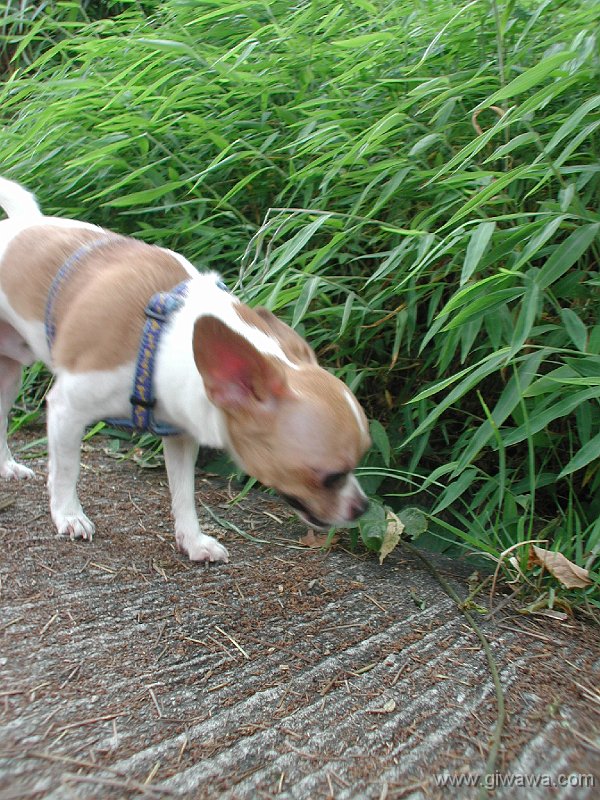 Giwawa