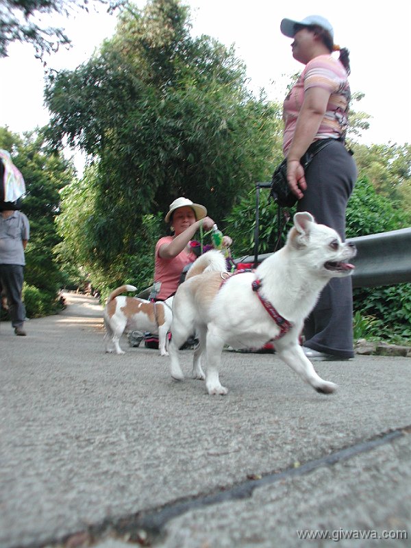 Giwawa