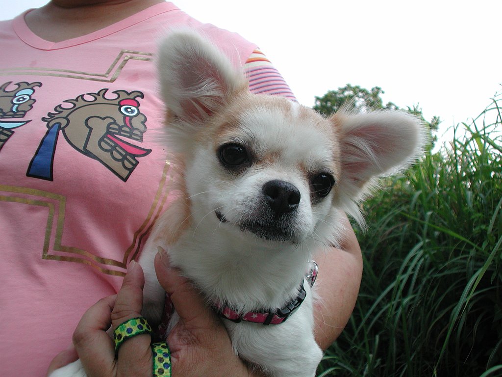 Giwawa