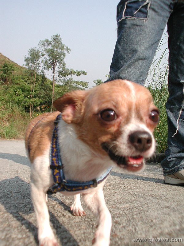 Giwawa