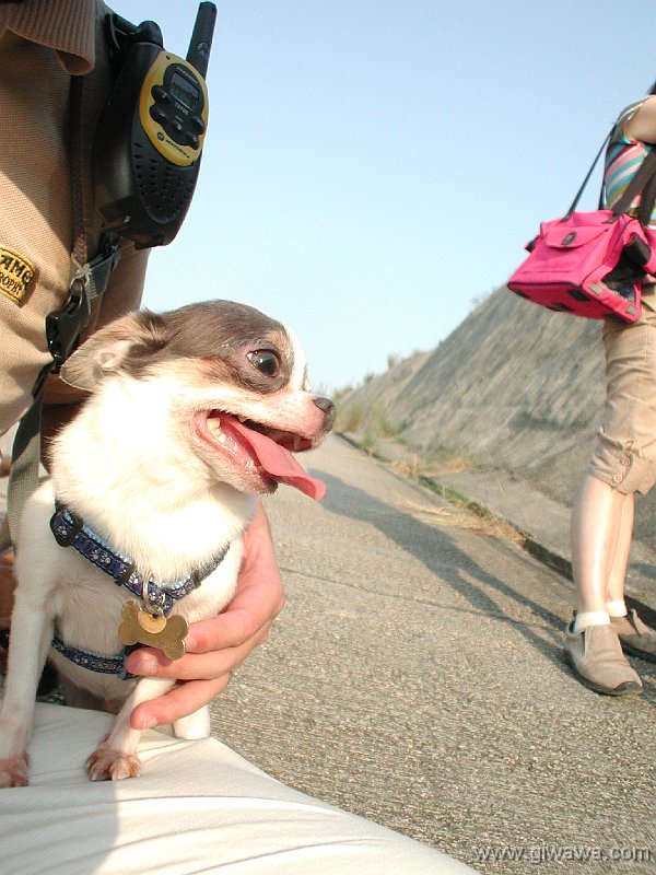 Giwawa