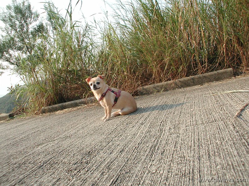 Giwawa