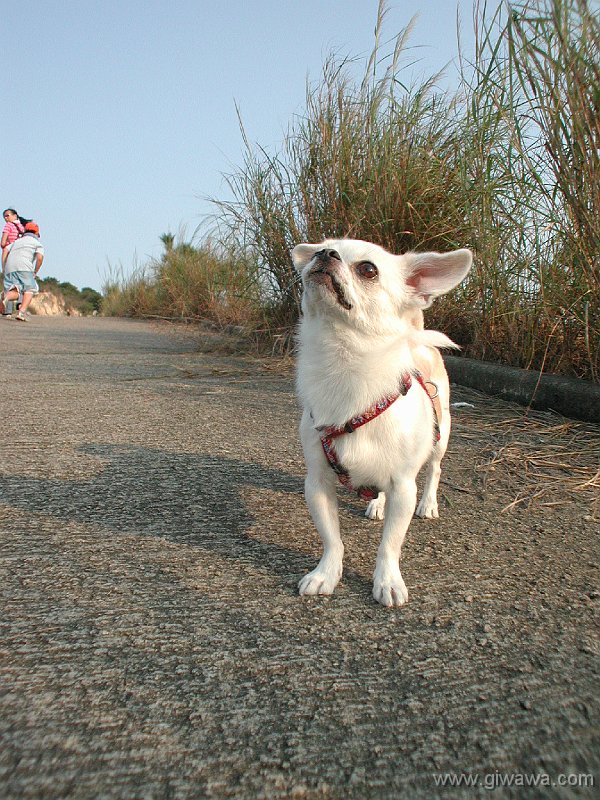 Giwawa