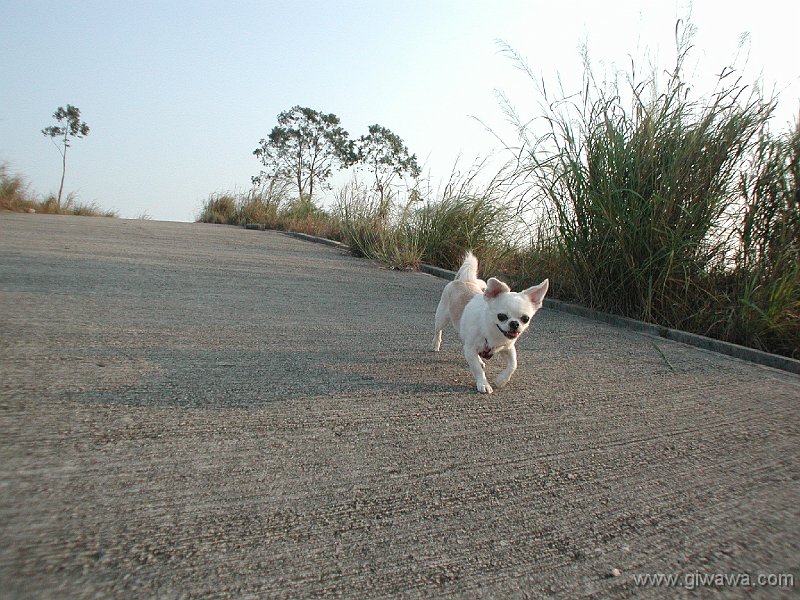 Giwawa