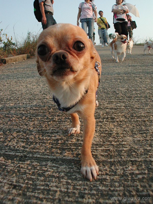 Giwawa